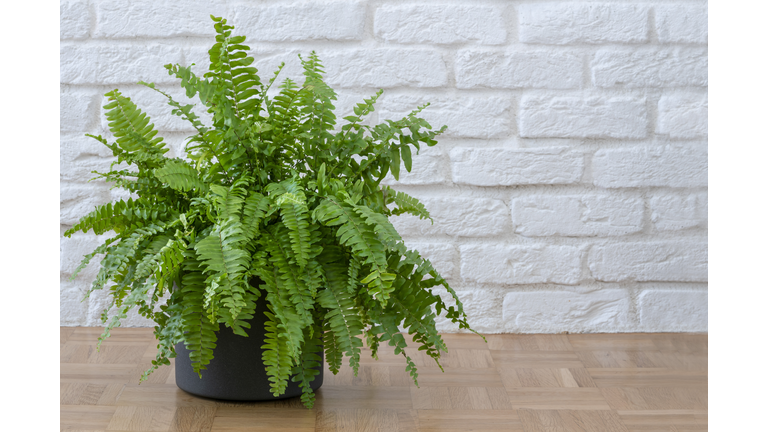 Beautiful potted Boston ferns or Green Lady houseplant on floor by brick wall in living room