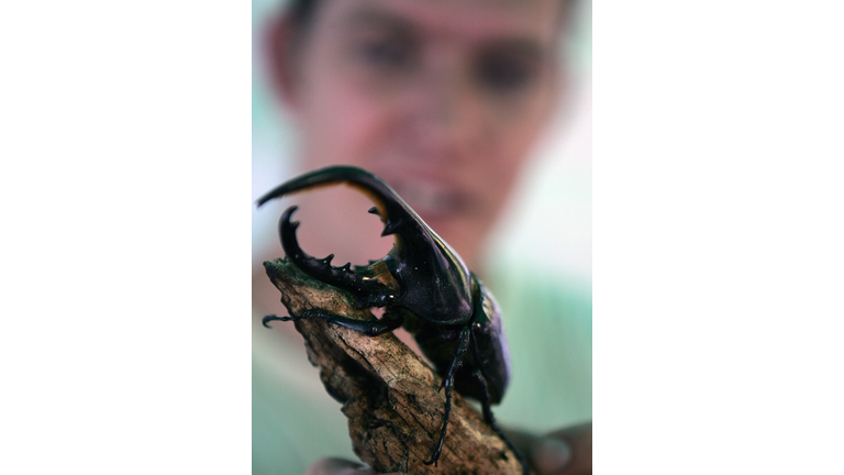 A Hercules beetle of Madagascar is displ...