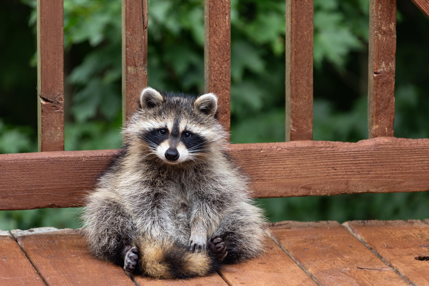 Close-Up Portrait Of A Raccoon.