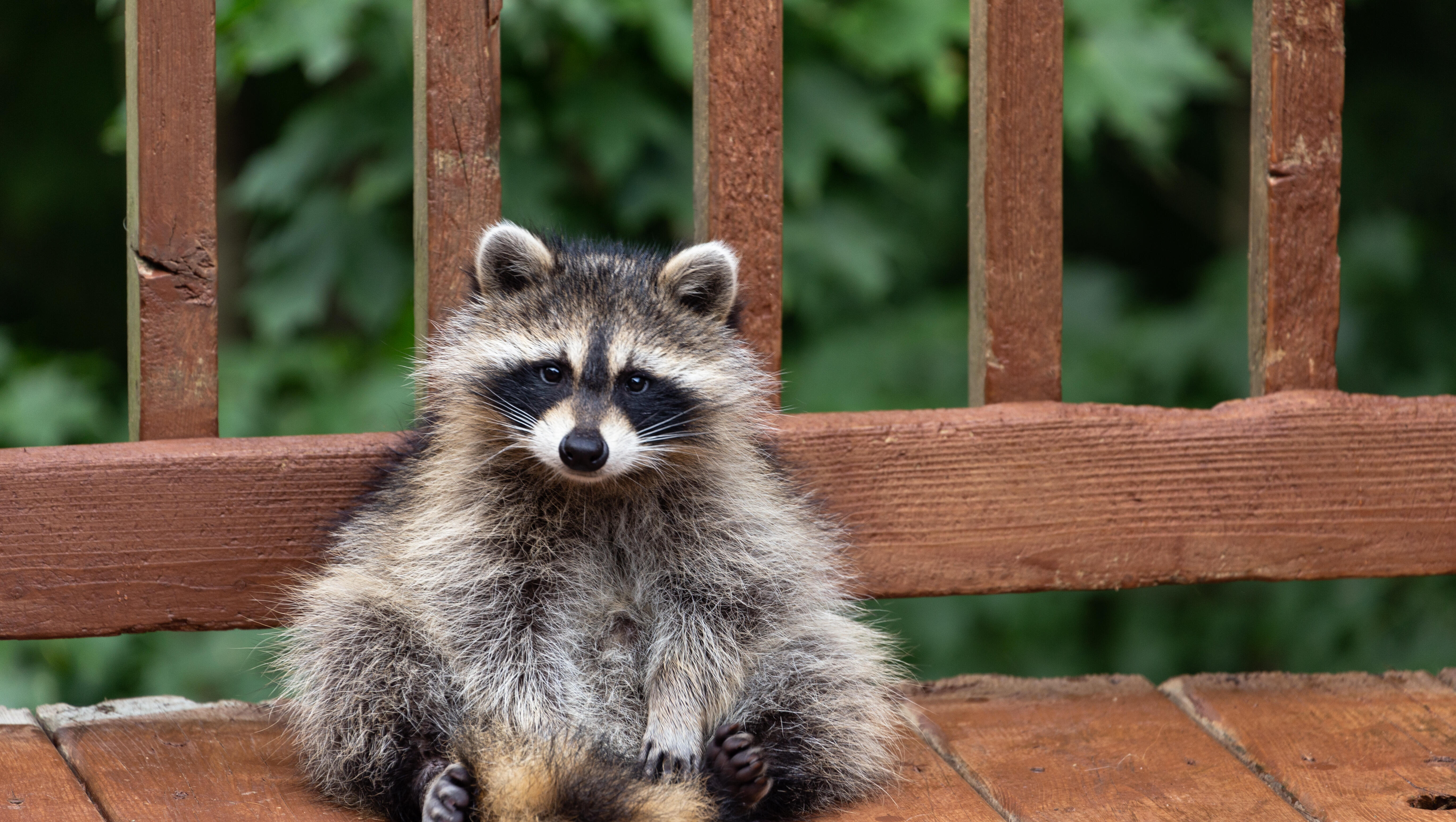 Family Is Dealing with a Porch Pirate . . . That's Also a Raccoon