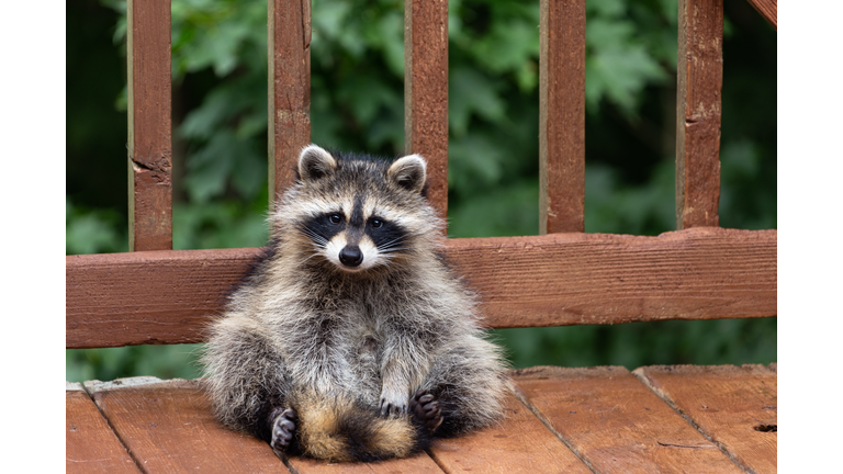 Close-Up Portrait Of A Raccoon.