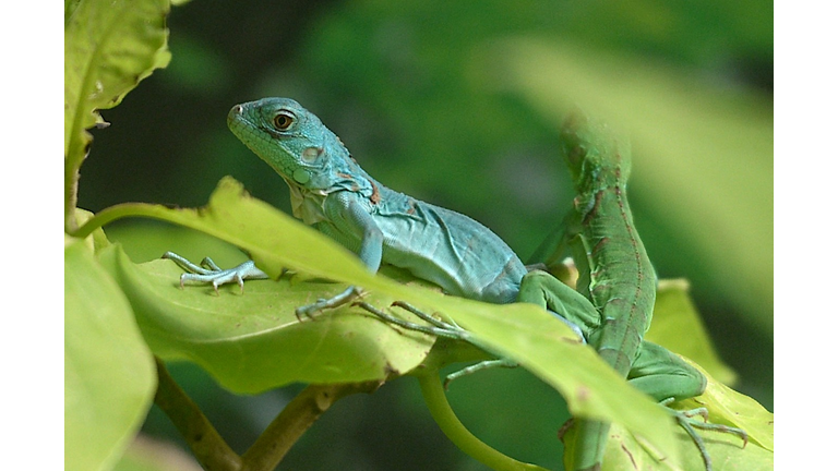 INDIA-CONSERVATION-ANIMAL