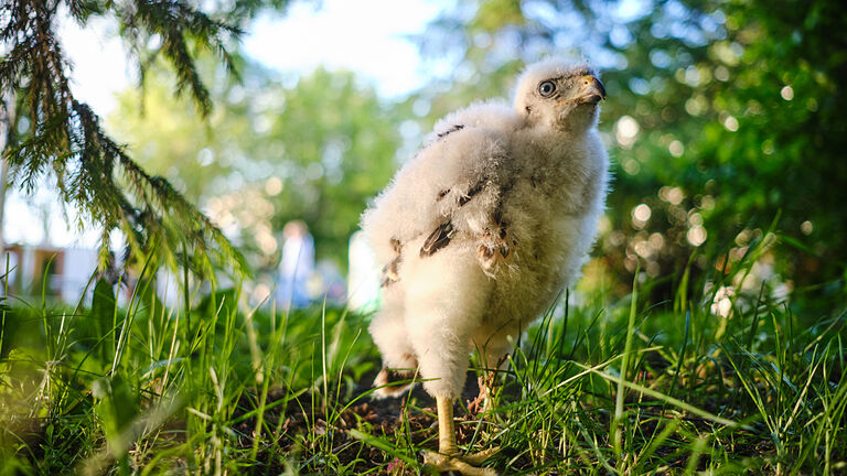 Northern hawk goshawk chick in nest - Accipiter gentilis.