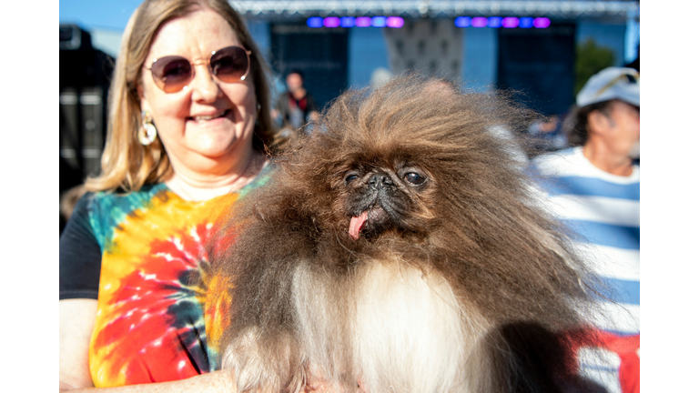 US-OFFBEAT-ANIMAL-DOG-UGLY