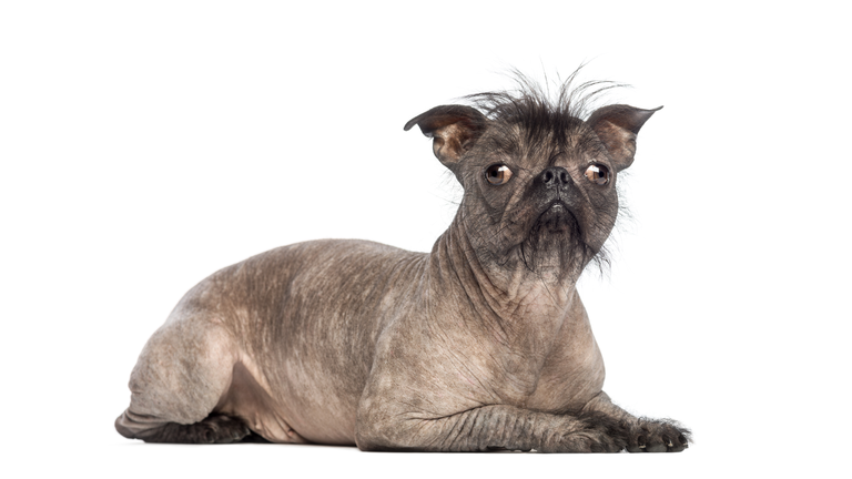 Hairless Mixed-breed dog, mix between a French bulldog and a Chinese crested dog, lying and looking at the camera in front of white background