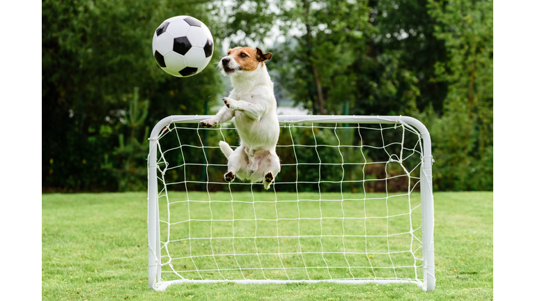 Funny dog flying in amusing pose catching football (soccer) ball and saving goal