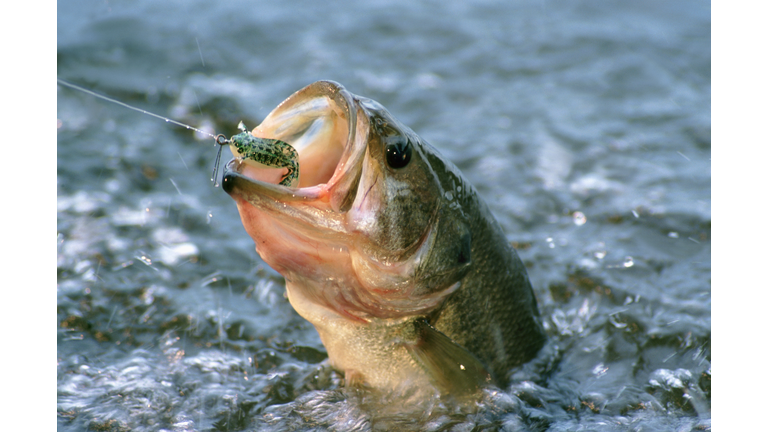 Largemouth Bass in water