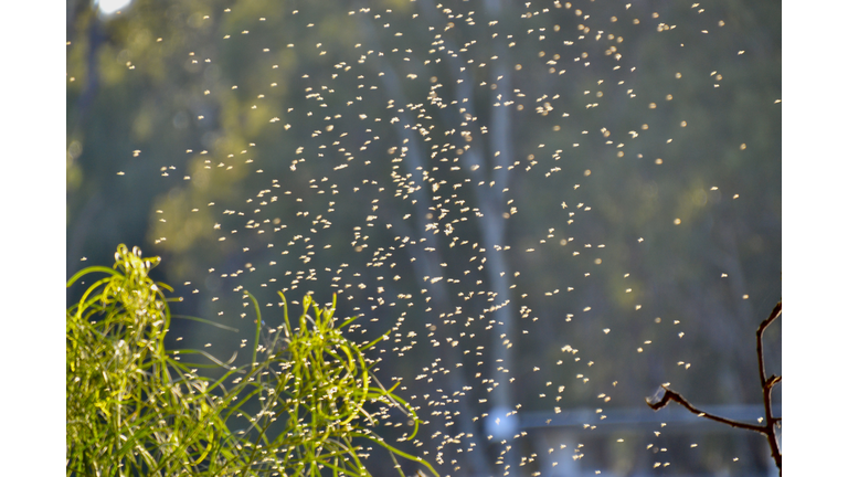 Macro view of summer flies or gnats in the sunlight in the morning