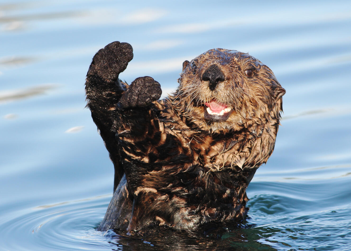 Otter adopts ice angler near Sioux Lookout, Ont.