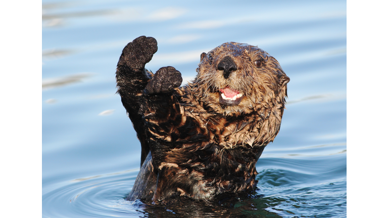 Sea Otter (Enhydra lutris)