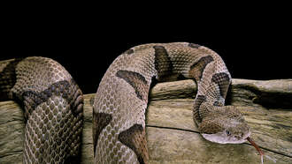 A NC Woman Hit With $200K Bill For Copperhead Anti-Venom