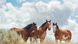 Wild Horses / UFO Detection