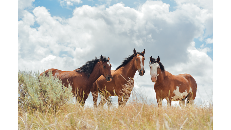 Wild Horses / UFO Detection