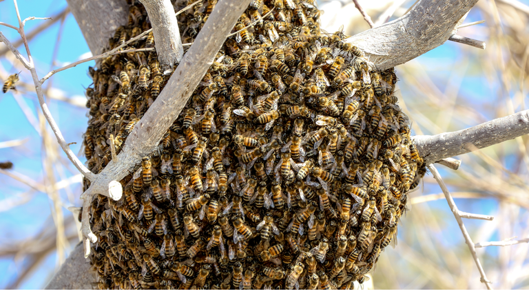 Honey Bees, Ethanol, Morgellons & Strange Lights