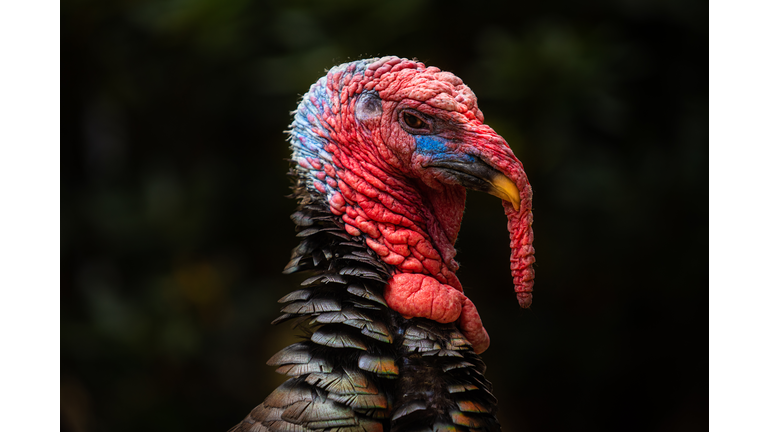 Wild Turkey