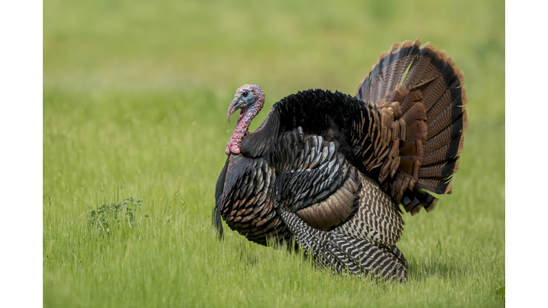 North American bird species: Wild Turkey, Meleagris gallopavo