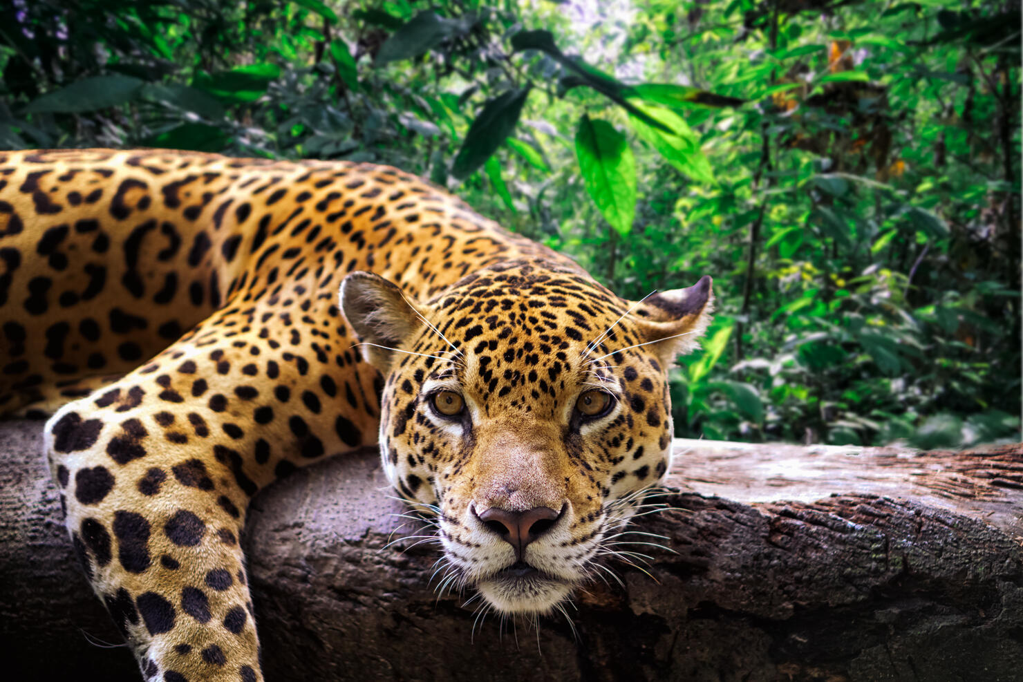 Jaguar resting in the jungle