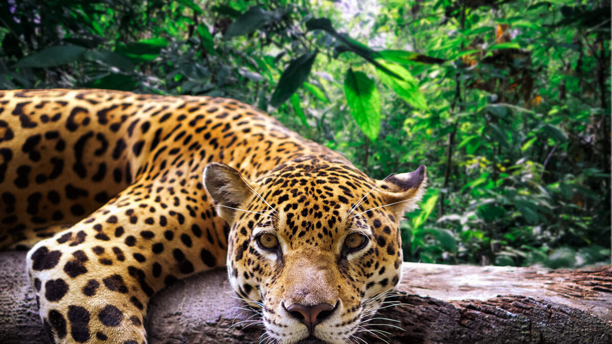 Big Cat Illegally Sold In Parking Lot By Texas Couple | KPRC AM 950 ...