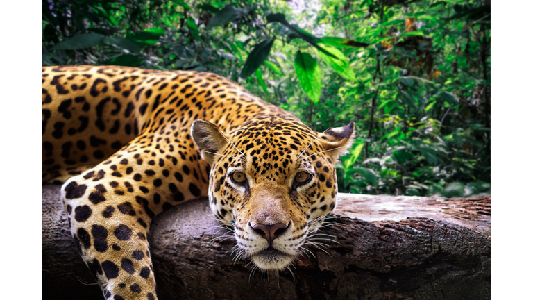 Jaguar resting in the jungle