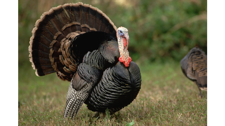 Wild Turkey in Courtship Display