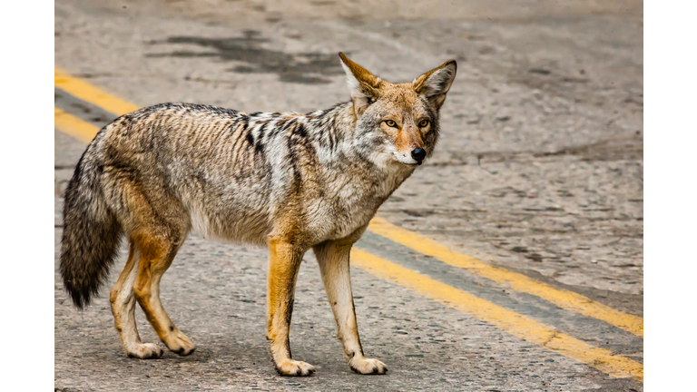 Coyote in Sequoia national park