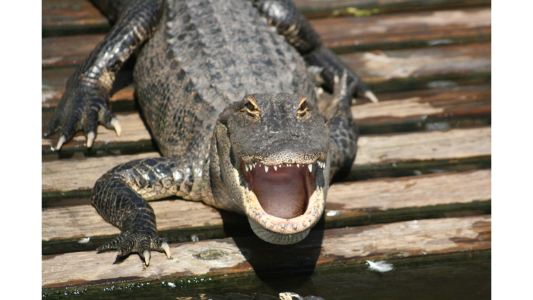Portrait Of Alligator On Boardwalk