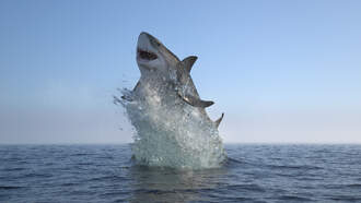 Great White Shark Photobombs California Surfer During Competition