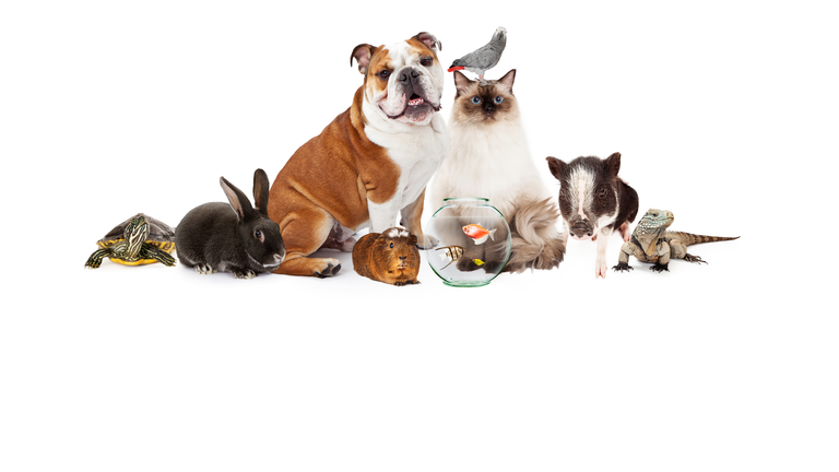 Collection of Domestic Pets Together