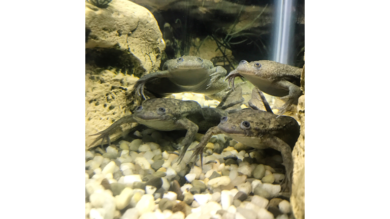 African clawed frogs