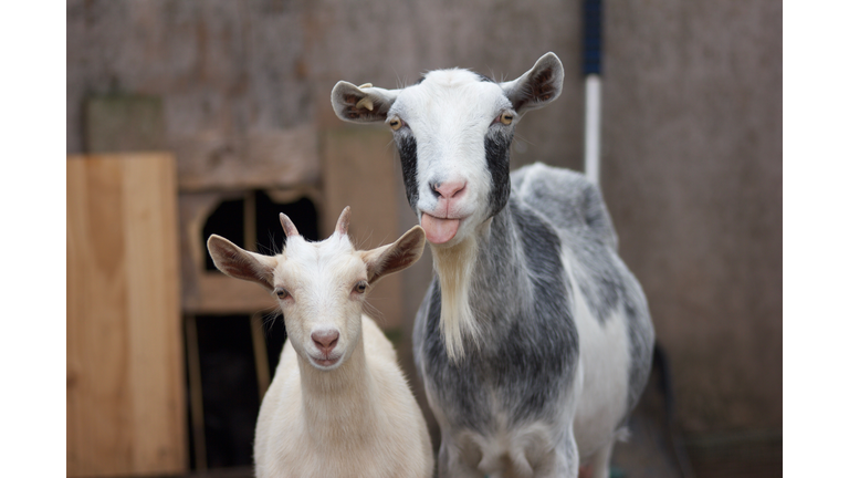 Close-Up Portrait Of Goats