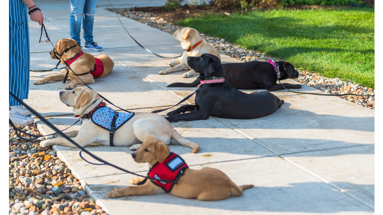 Group of dogs laying down during training to become disability assistance service dogs