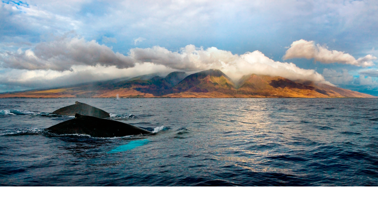 Humpback whale vista