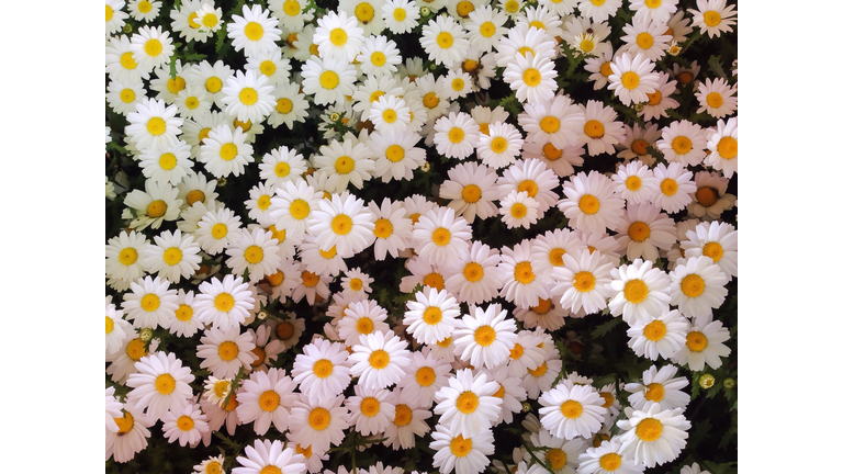 High Angle View Of White Daisy Flowers