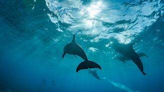 Whale/Dolphin Captivity
