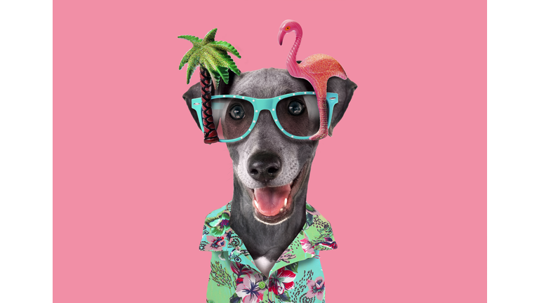 Funny dog with tropical party glasses