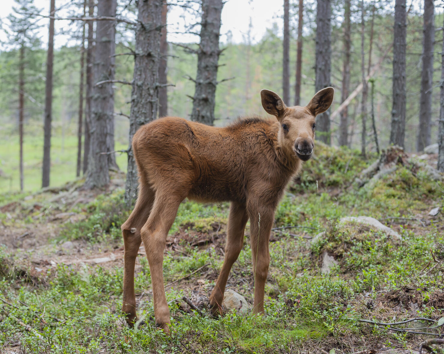 Yellowstone National Park Issues Warning Against Getting Too Close to  Wildlife Following Several Recent Incidents