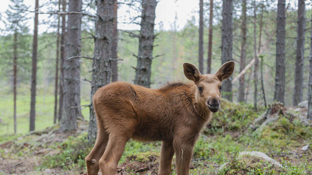 Yellowstone Issues Warning After Tourists Put Baby Elk In Their Car
