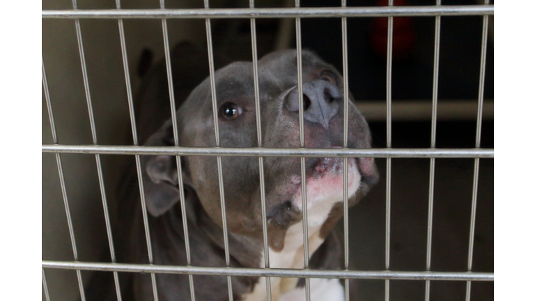 Pitbull in a crate