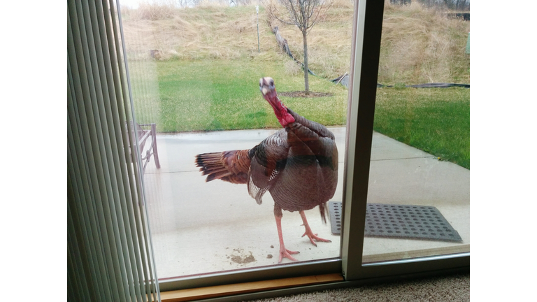 Weird Turkey Tales