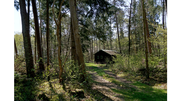 Cabin in the woods