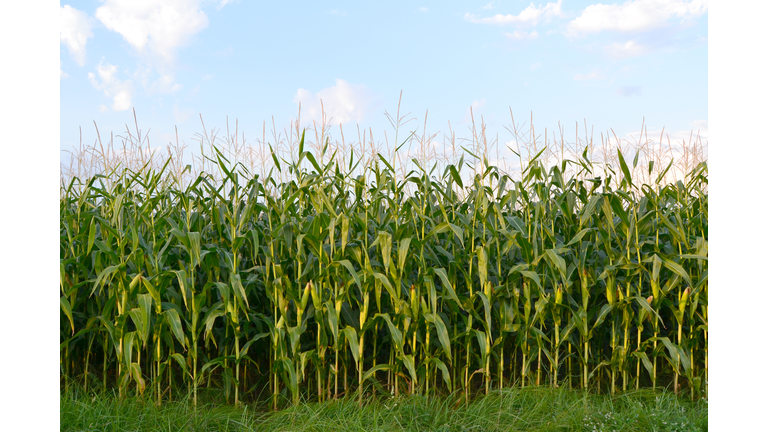 Low Angle View Of Corn Crop Growing In Field