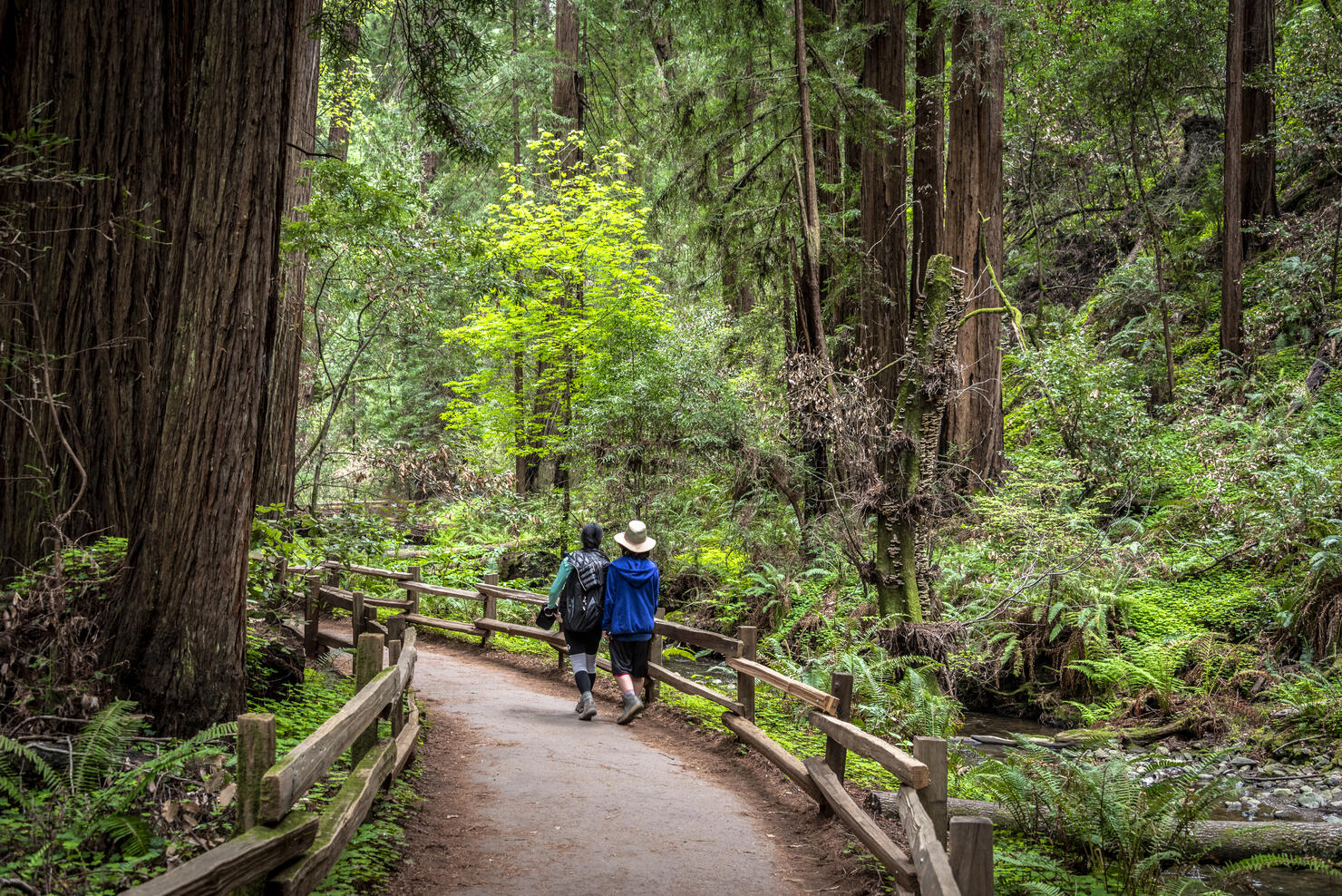 Muir Woods Redwood Creek Trail Hikers