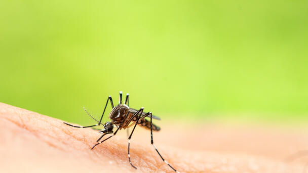 KCHD: West Nile Virus detected in three zip codes 
