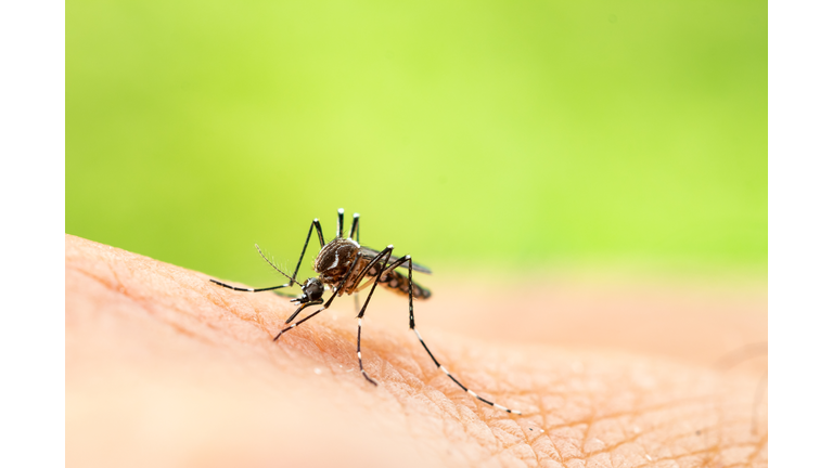 Aedes aegypti or yellow fever mosquito sucking blood on skin,Macro close up show markings on its legs and a marking in the form of a lyre on the upper surface of its thorax