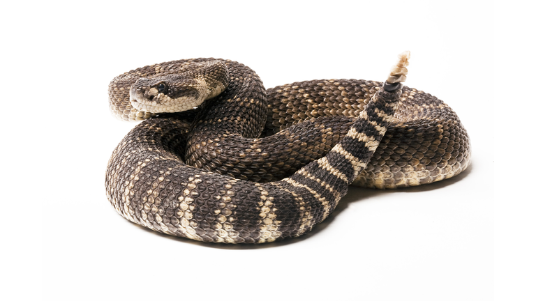 Pacific Rattlesnake