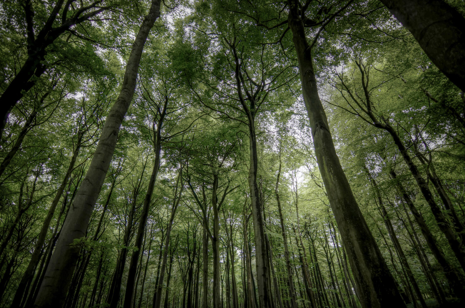 Looking up through the forrest
