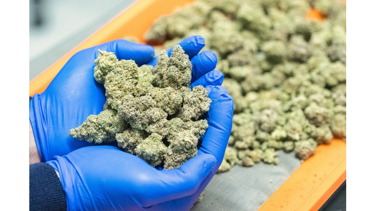 A marijuana plant. Marijuana buds