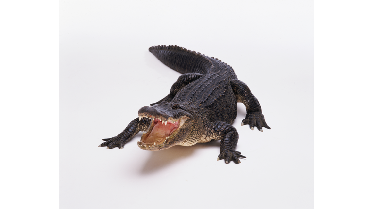 Alligator in Studio With Open Mouth