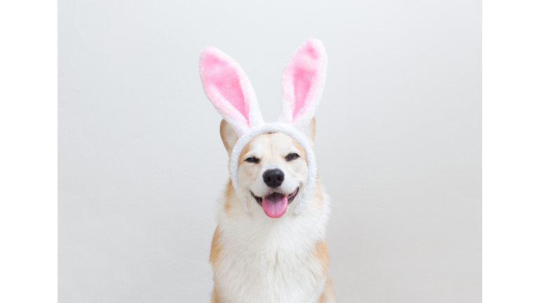 Corgi dog wearing bunny ears