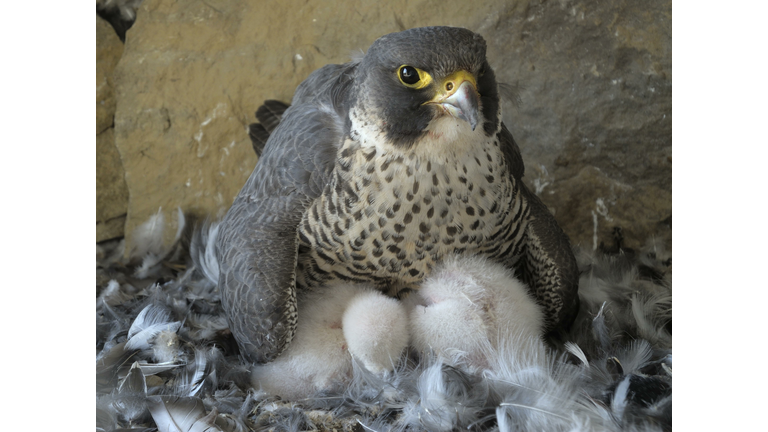 Peregrine Falcon (Falco peregrinus), adult female warming its chicks, City Church Esslingen, Baden-Wuerttemberg, Germany